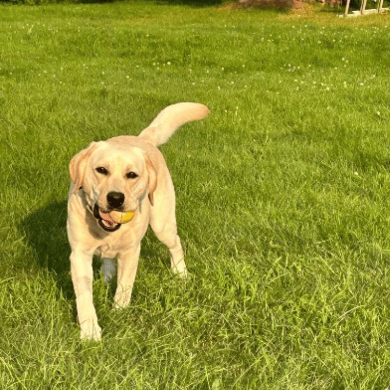 Badger - Head Of Security